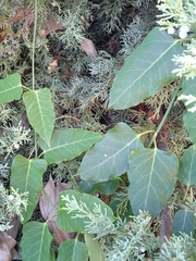 Araujia sericifera