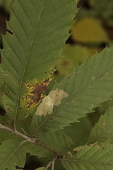 Tischeria ekebladella