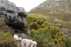 Leucadendron xanthoconus