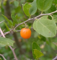 Celtis pallida
