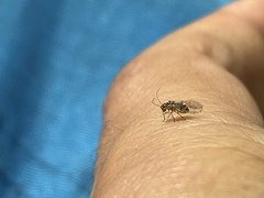 Teliapsocus