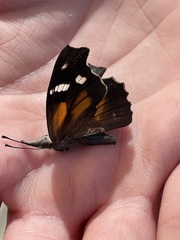 Libytheana carinenta