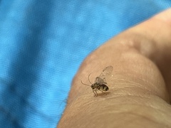 Teliapsocus