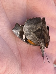 Libytheana carinenta