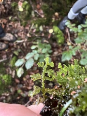 Trichocolea tomentella