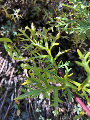 Artemisia michauxiana