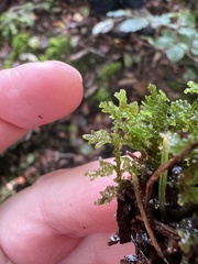 Trichocolea tomentella