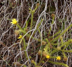 Cullumia reticulata