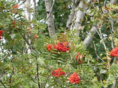 Sorbus