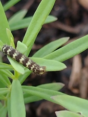 Eupithecia linariata