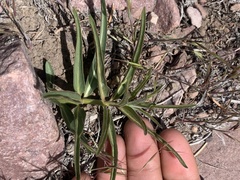 Asclepias asperula