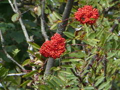 Sorbus