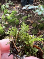 Trichocolea tomentella