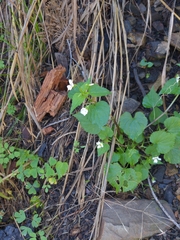 Viola canadensis