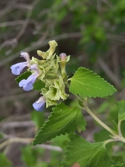 Salvia ballotiflora