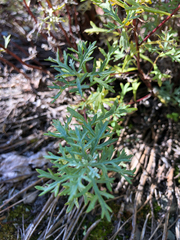 Artemisia michauxiana