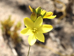 Ixia odorata
