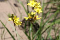 Ixia odorata