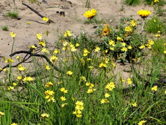 Ixia odorata