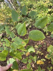 Amelanchier spicata