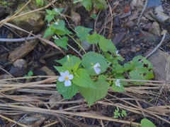 Viola canadensis