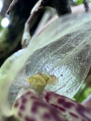 Pleurothallis cotyligera