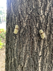 Megalopyge defoliata