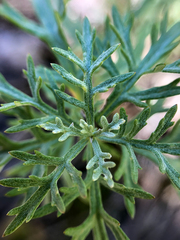 Artemisia michauxiana