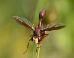 Physocephala burgessi