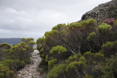 Leucadendron xanthoconus