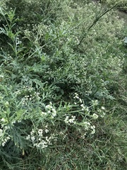 Parthenium