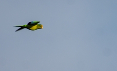 Eupsittula canicularis