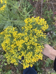 Gutierreziinae