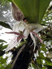 Pleurothallis cotyligera