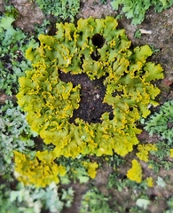 Xanthomendoza ulophyllodes