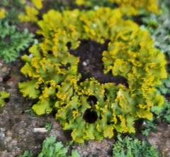 Xanthomendoza ulophyllodes