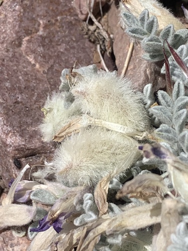 Utah Milkvetch