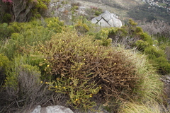 Cullumia reticulata