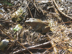 Sclerophrys kisoloensis