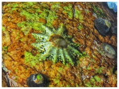 Scutellastra longicosta