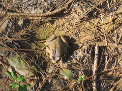 Sclerophrys kisoloensis