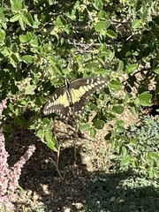 Papilio polyxenes rudkini