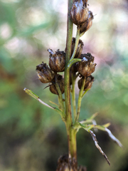Artemisia michauxiana