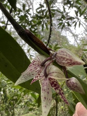 Pleurothallis cotyligera