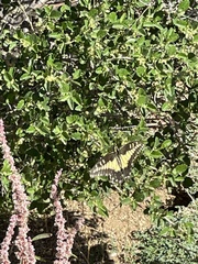 Papilio polyxenes rudkini