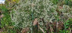 Eupatorium serotinum