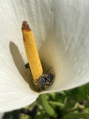 Oxythyrea marginalis