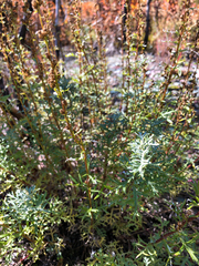 Artemisia michauxiana
