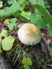 Stropharia aeruginosa