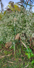 Eupatorium serotinum